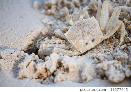 Crab dig the sand in on the beach.  18377445