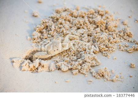 Crab dig the sand in on the beach. Crab dig the sand in on the beach. 18377446