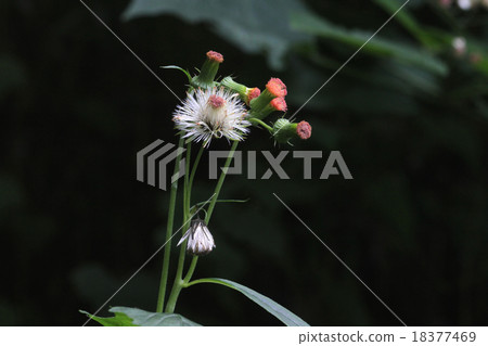 紅花bogwort 18377469