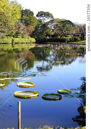 沖繩巴士（海洋地獄）的池塘 18377504