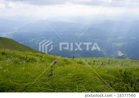 在Oyama開花的一朵花 在Oyama開花的一朵花 18377560