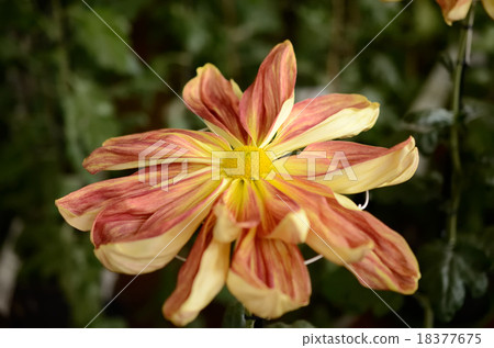 One-character chrysanthemum 18377675