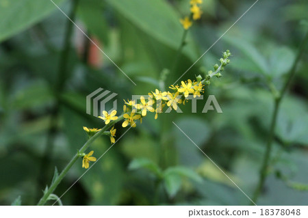 Kinnizu Hiki 18378048