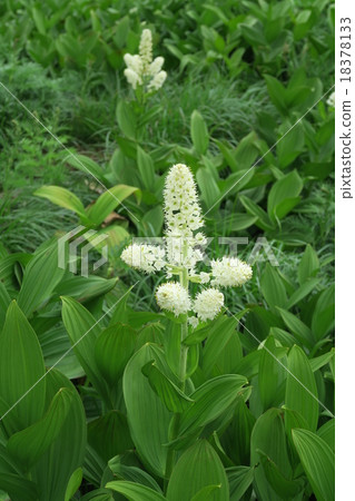 Kobaiskeishou之花 18378133