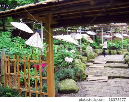 Peony of Mudunen in Tsuruoka Hachimangu Shrine, Kamakura City 18378277
