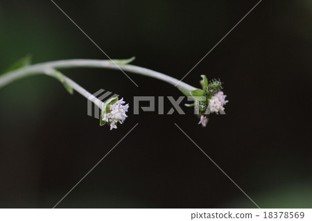 Nobuki Nobuki 18378569