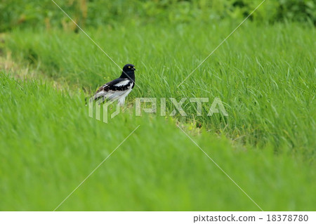 Madara Tsuchihi 18378780