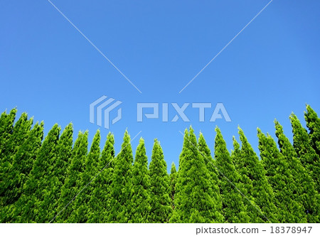 Blue sky and green tree Blue sky and green tree 18378947
