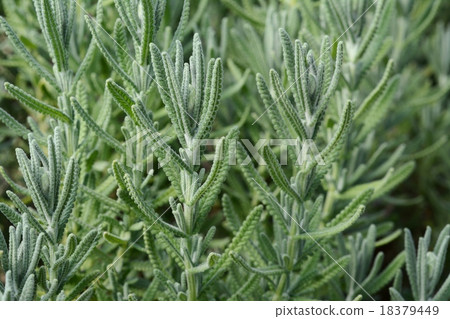 Lavender · Dentata Lavender · Dentata 18379449