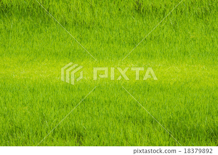 Rice filed background Rice filed background 18379892