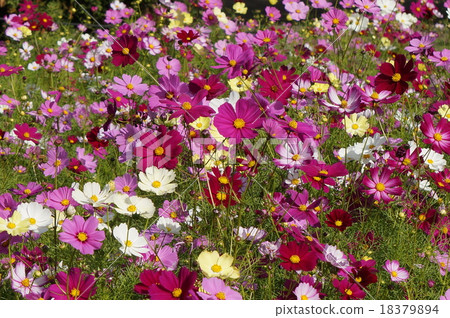 Cosmos 18379894