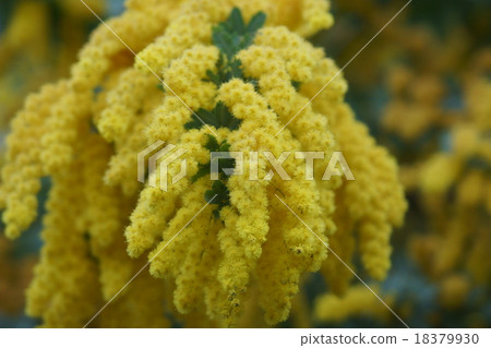 銀葉金合歡aka含羞草 18379930