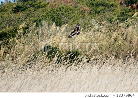 Colorful eagle 18379964