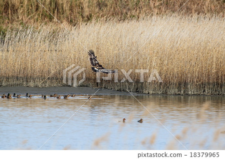 Colorful eagle 18379965