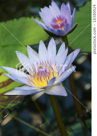 Water lily blue flower Water lily blue flower 18380024