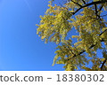 楓 18380302