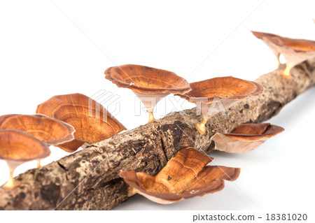 Close-up mushroom on wood Close-up mushroom on wood 18381020