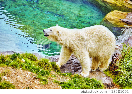 Old polar white bear in his natural habitat. Old polar white bear in his natural habitat. 18381091