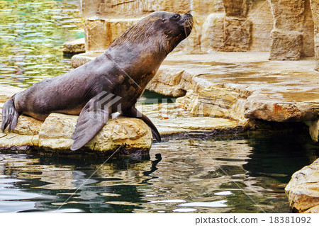 Cute playful California sea lion Cute playful California sea lion 18381092