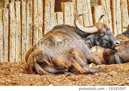 Yak animal, animal is at rest in a nature. Yak animal, animal is at rest in a nature. 18381097