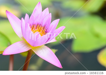 lotus lotus 18381116