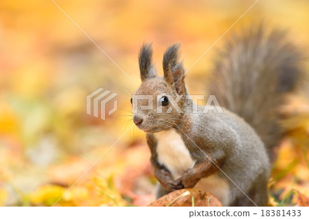 Ezoris在秋天 18381433