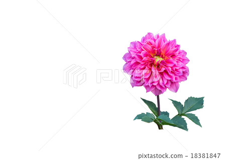 Pink dahlia flower isolated Pink dahlia flower isolated 18381847