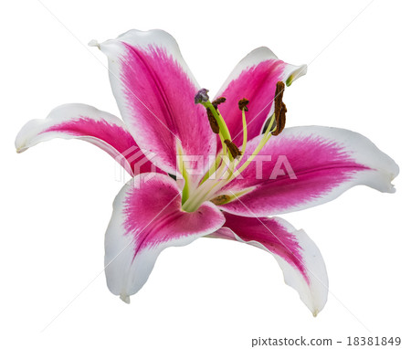 Dahlia flower isolated 18381849