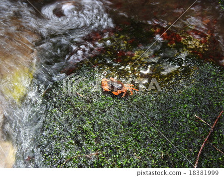 Sawagani（蟹肉） 18381999