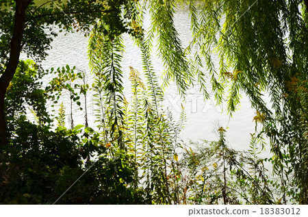 Landscape at the waterside Landscape at the waterside 18383012