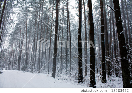 trees in winter trees in winter 18383452