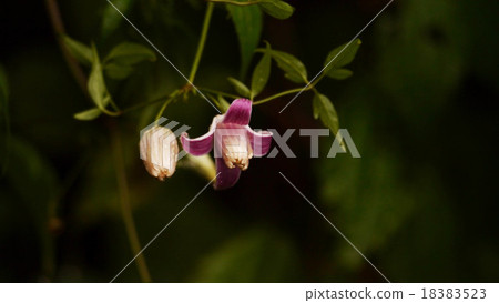 Takane胡椒花普通的花 Takane胡椒花普通的花 18383523