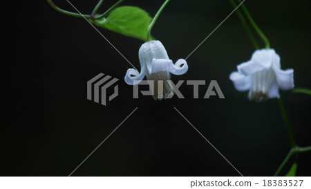 Takane hanshu起重機2白色小麥開花 Takane hanshu起重機2白色小麥開花 18383527