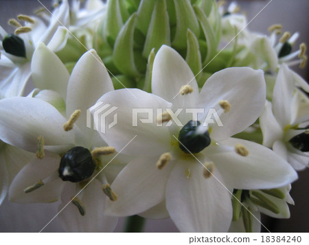 秋天的花朵 秋天的花朵 18384240