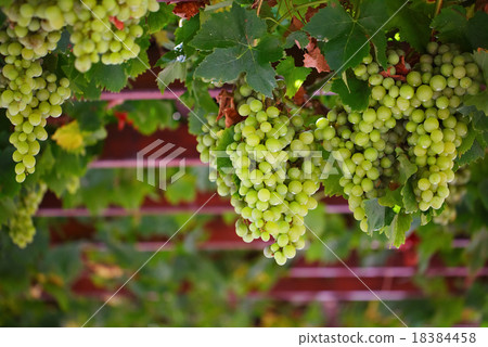 White grapes White grapes 18384458