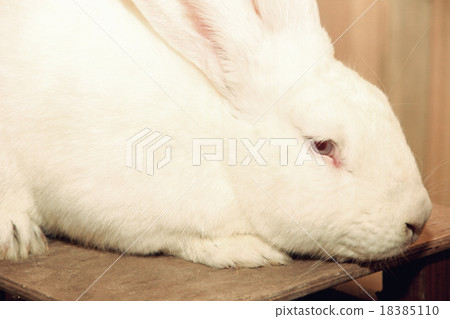 White rabbit muzzle. White rabbit muzzle. 18385110