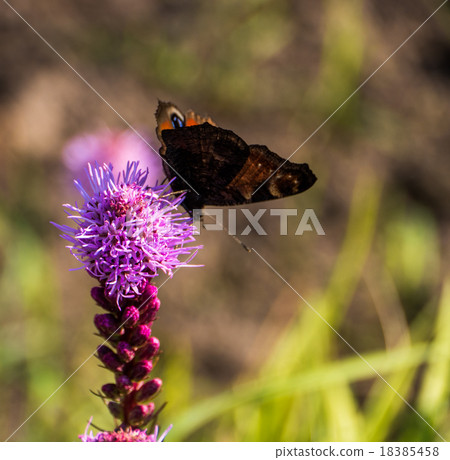 buterfly in the garden with pink flower buterfly in the garden with pink flower 18385458