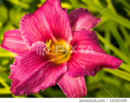 Detail of colerful lily flower Detail of colerful lily flower 18385489