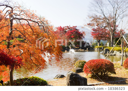 Maple maple Maple maple 18386323