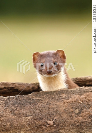 Stoat in log 18386582
