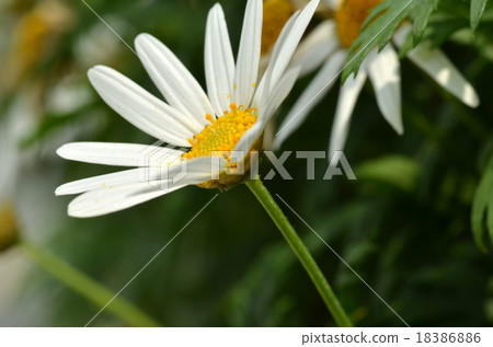 Yellow and white daisy flower Yellow and white daisy flower 18386886