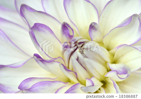White and purple Dahlia close-up White and purple Dahlia close-up 18386887