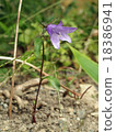 Campanula 18386941