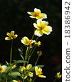 Winter Cosmos 18386942