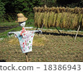 Rice reaping 18386943