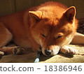 A dog that sleeps 18386946