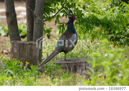 Kid en route (male) 18386977