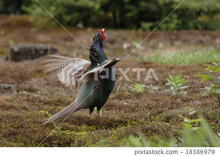 Kid en route (male) Kid en route (male) 18386979