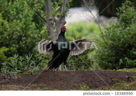 Kid en route (male) Kid en route (male) 18386980