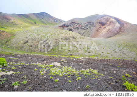 在岩手山和Mt.的外環開花的Iwabukuro 18388050